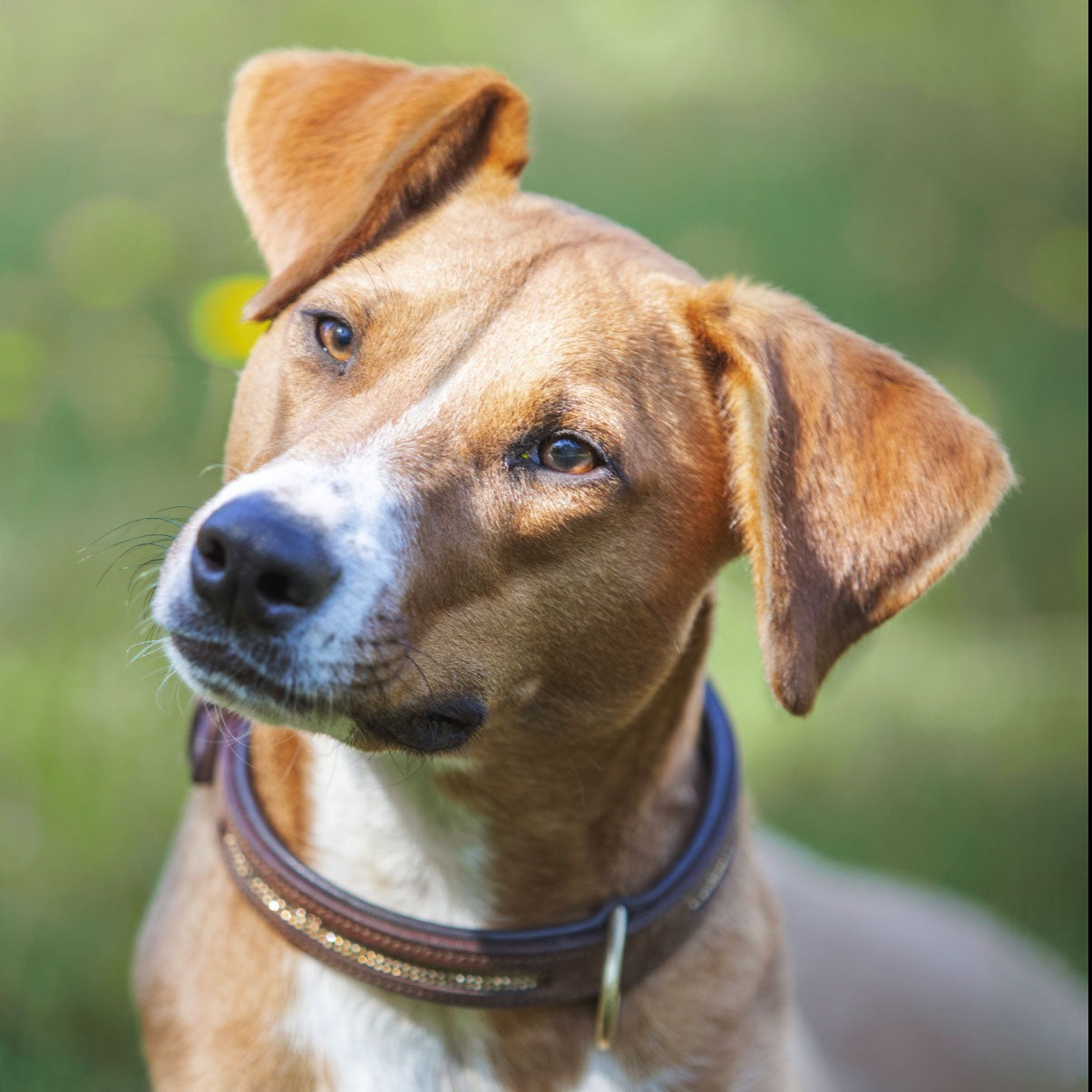 COLLIER POUR CHIEN - Bertha
