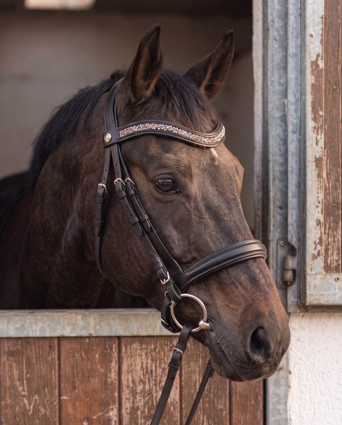 Frontal Artémis Pêche porté par un cheval bai, cuir noir (image de synthèse)
