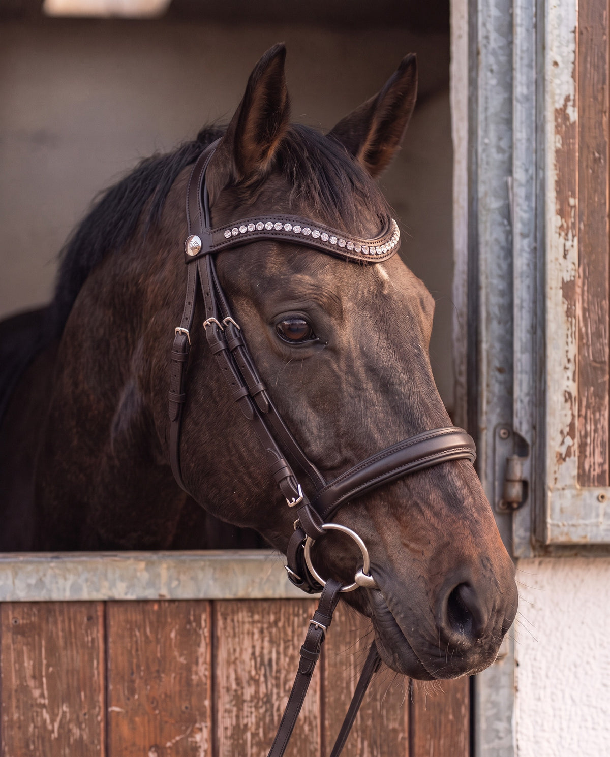 Frontal Metis Cristal porté par un cheval bai, cuir marron (image de synthèse)