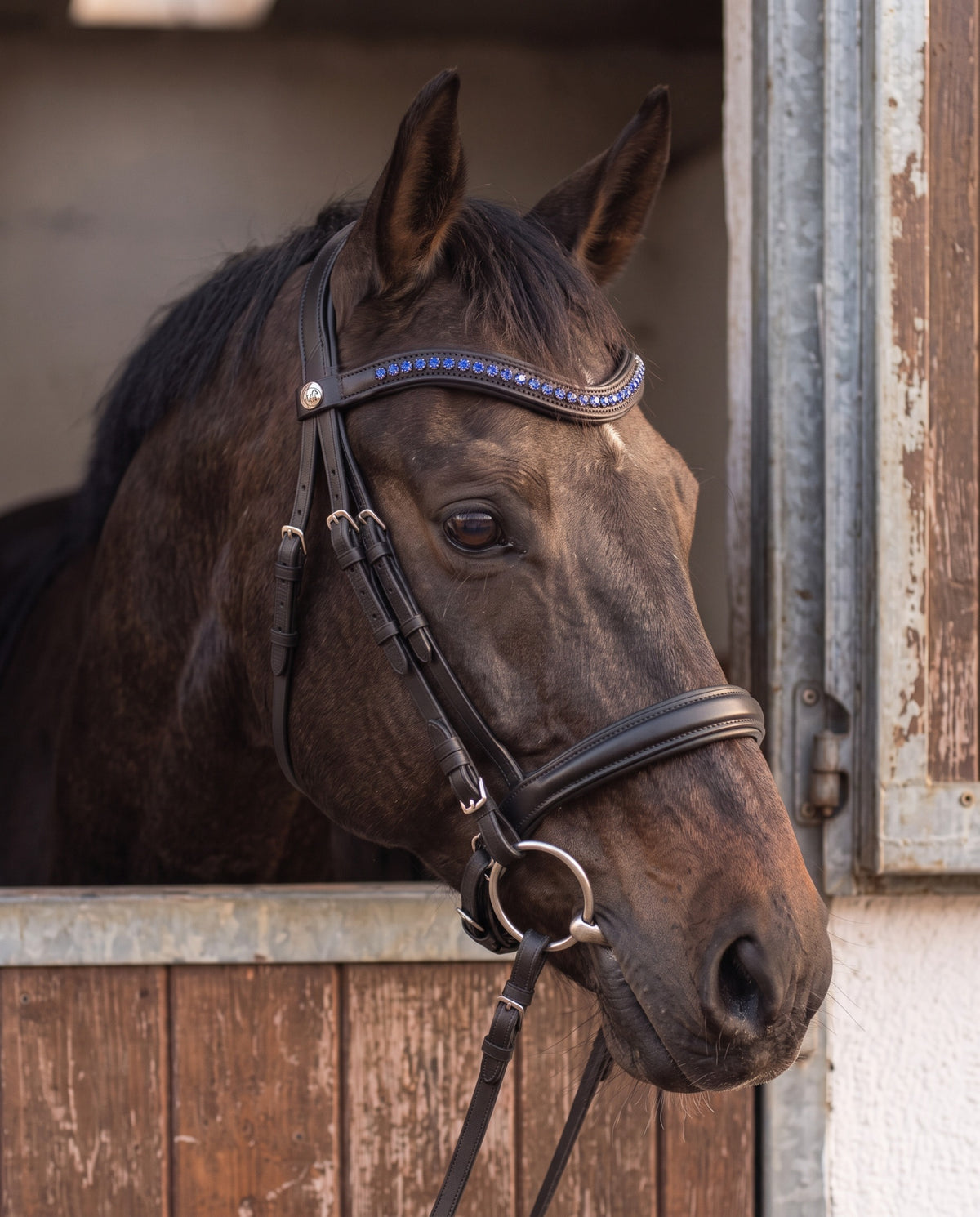 Frontal Metis Bleu porté par un cheval bai, cuir noir (image de synthèse)