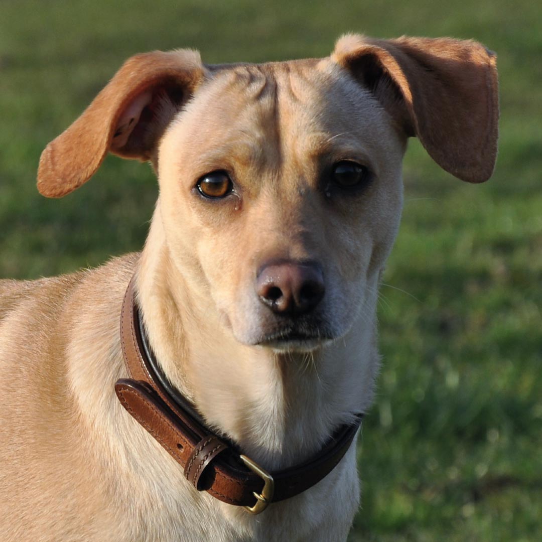 COLLIER POUR CHIEN - Bor