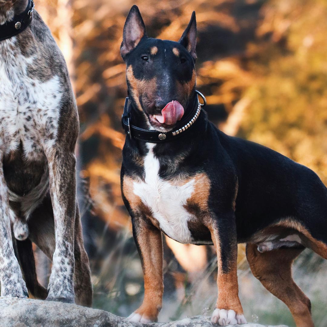 COLLIER POUR CHIEN - Loki