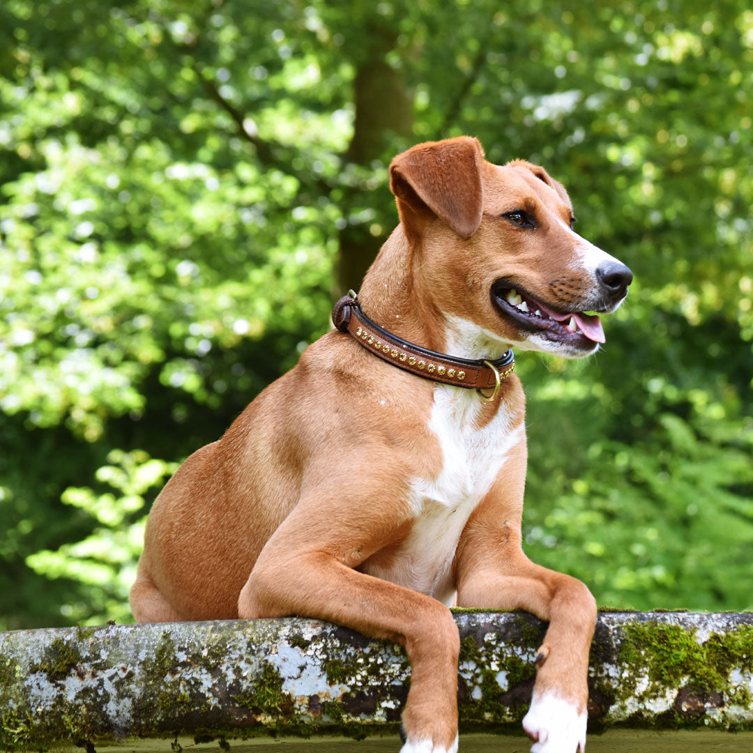 COLLIER POUR CHIEN - Meili
