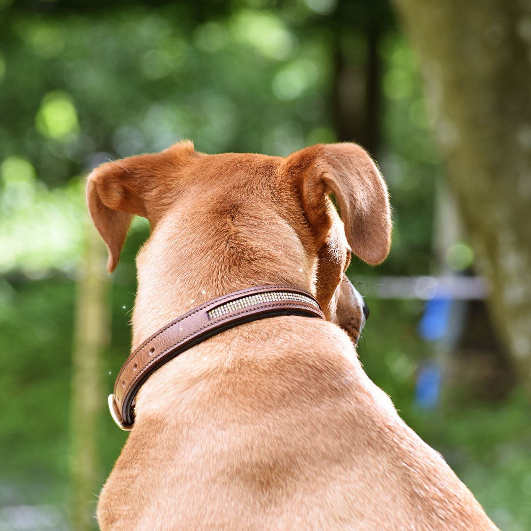 COLLIER POUR CHIEN - Bertha
