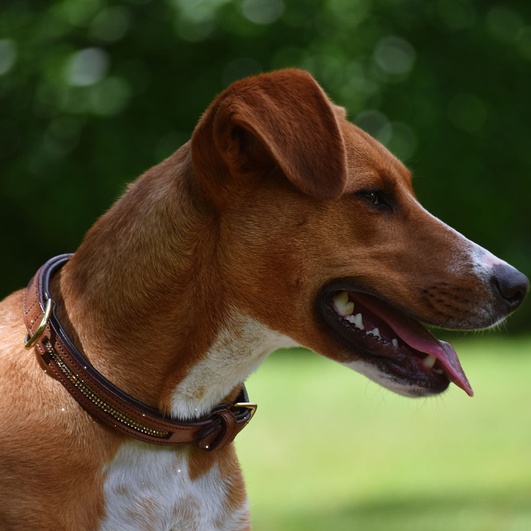 COLLIER POUR CHIEN - Bertha