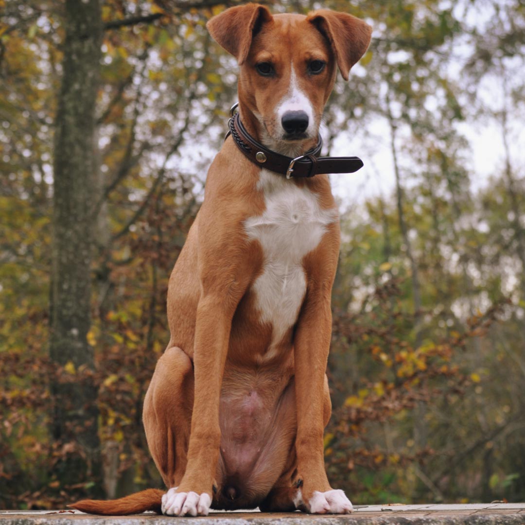 COLLIER POUR CHIEN - Thor