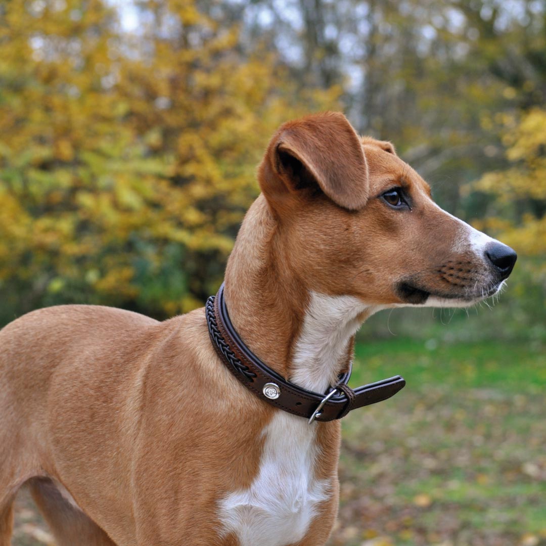 COLLIER POUR CHIEN - Thor