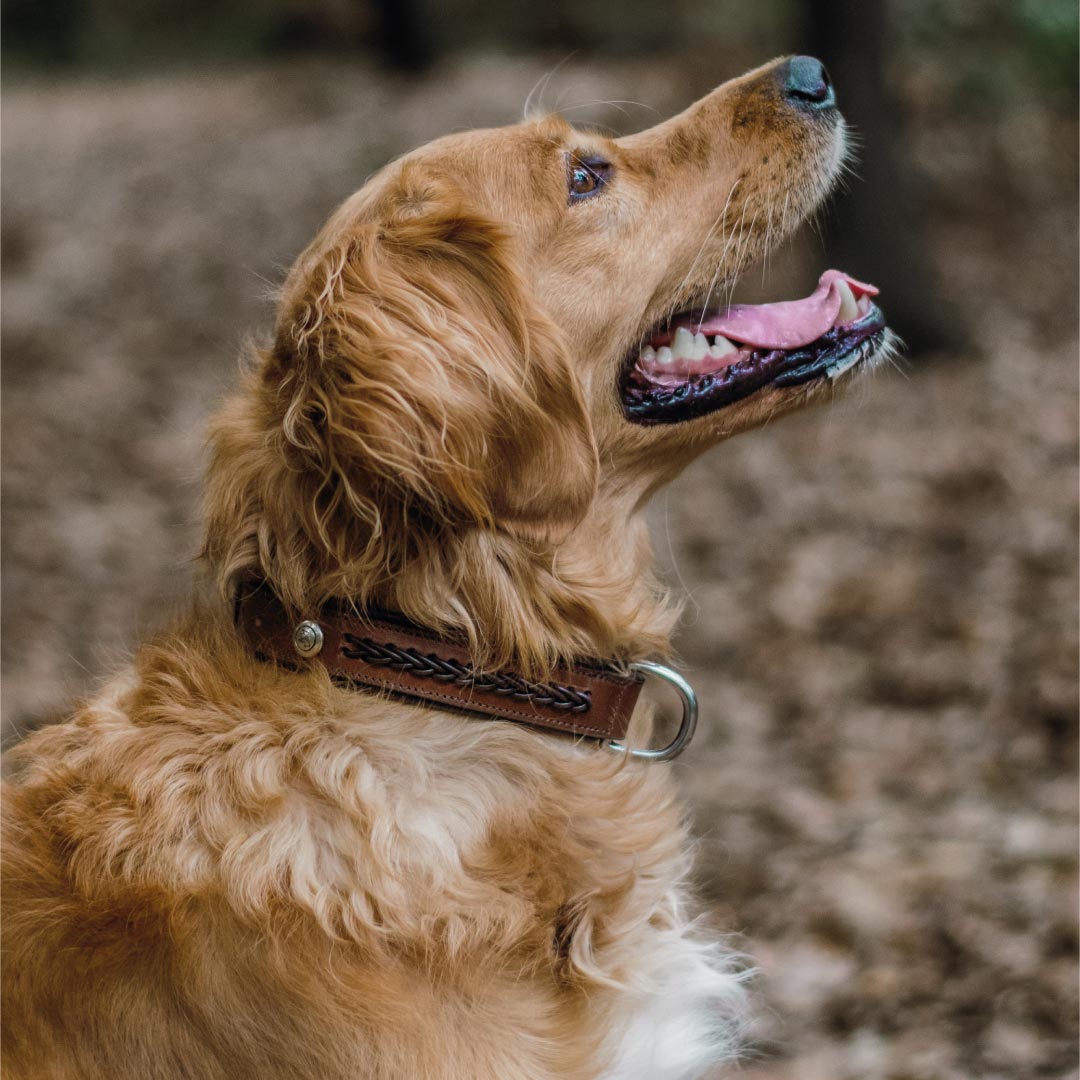 COLLIER POUR CHIEN - Thor