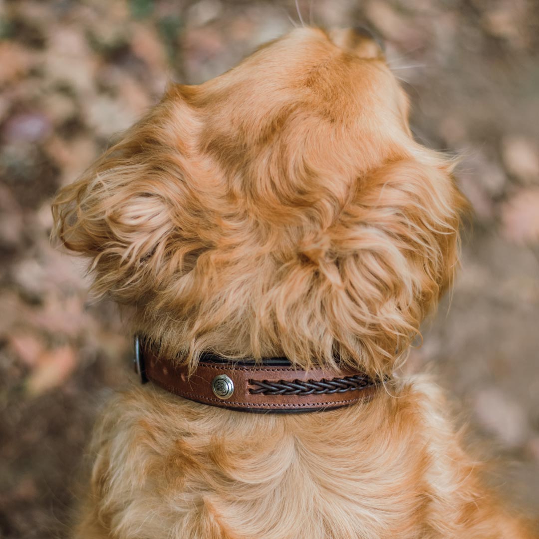 COLLIER POUR CHIEN - Thor