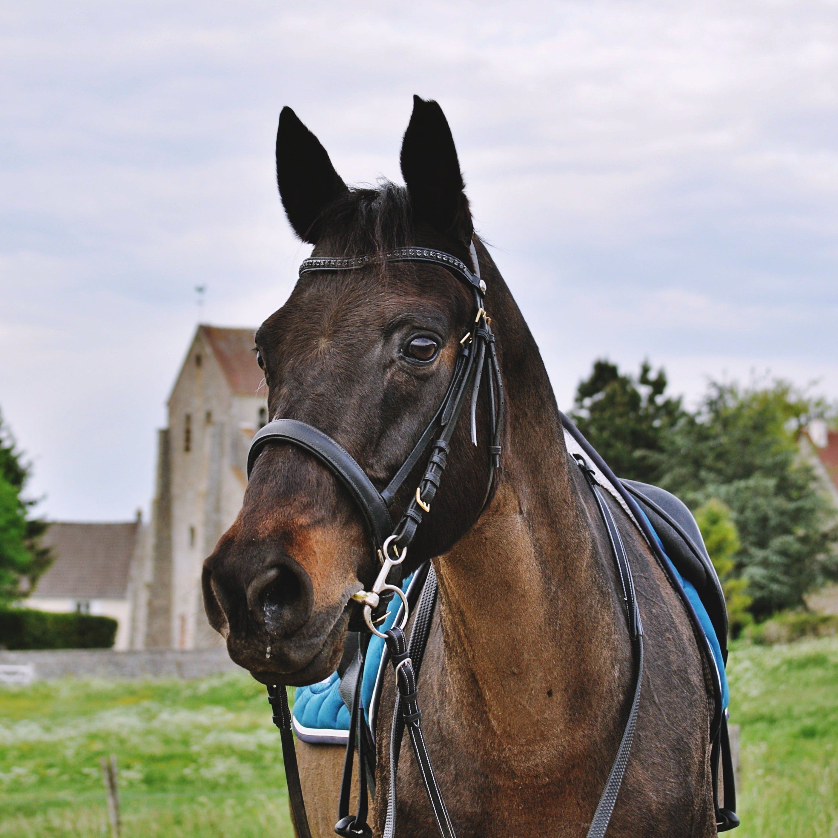 FRONTAL - Metis Noir Frontaux hekktor
