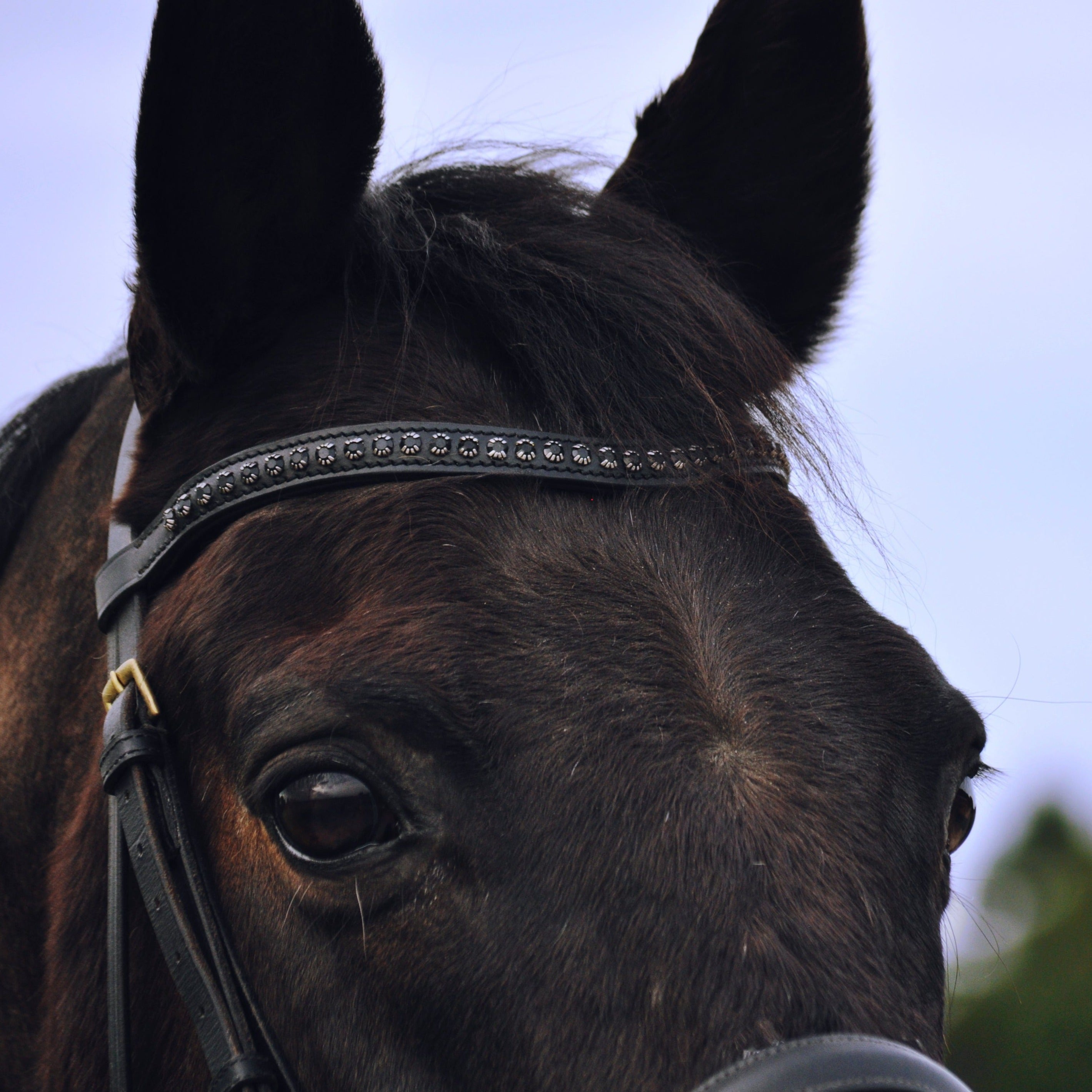 FRONTAL - Metis Noir Frontaux hekktor