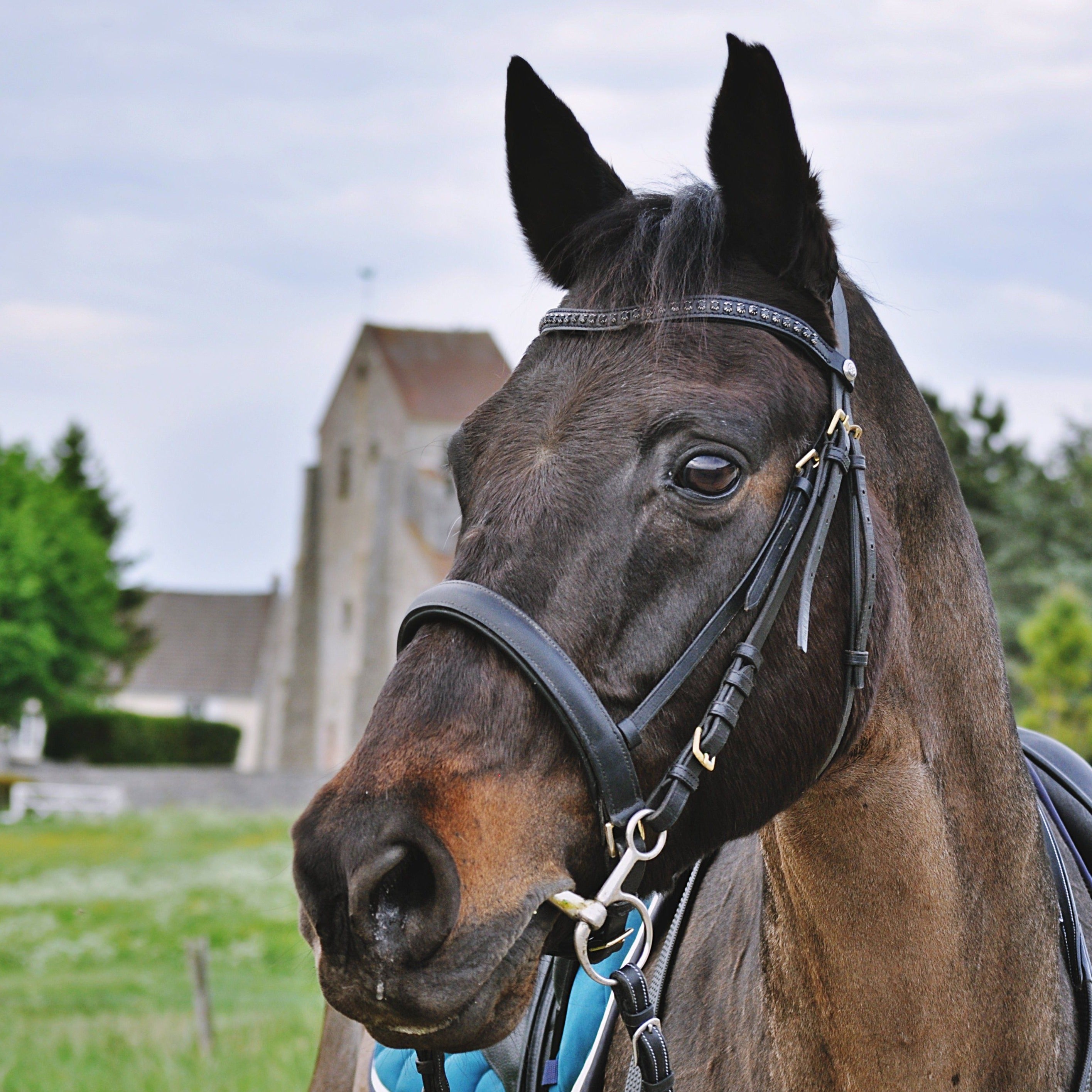 FRONTAL - Metis Noir Frontaux hekktor