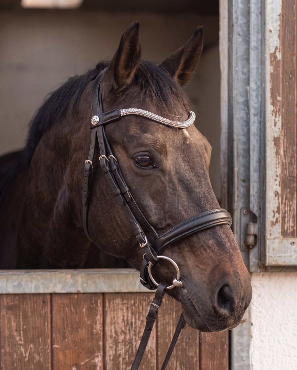 Frontal Séléné Opale porté par un cheval bai, cuir noir (image de synthèse)