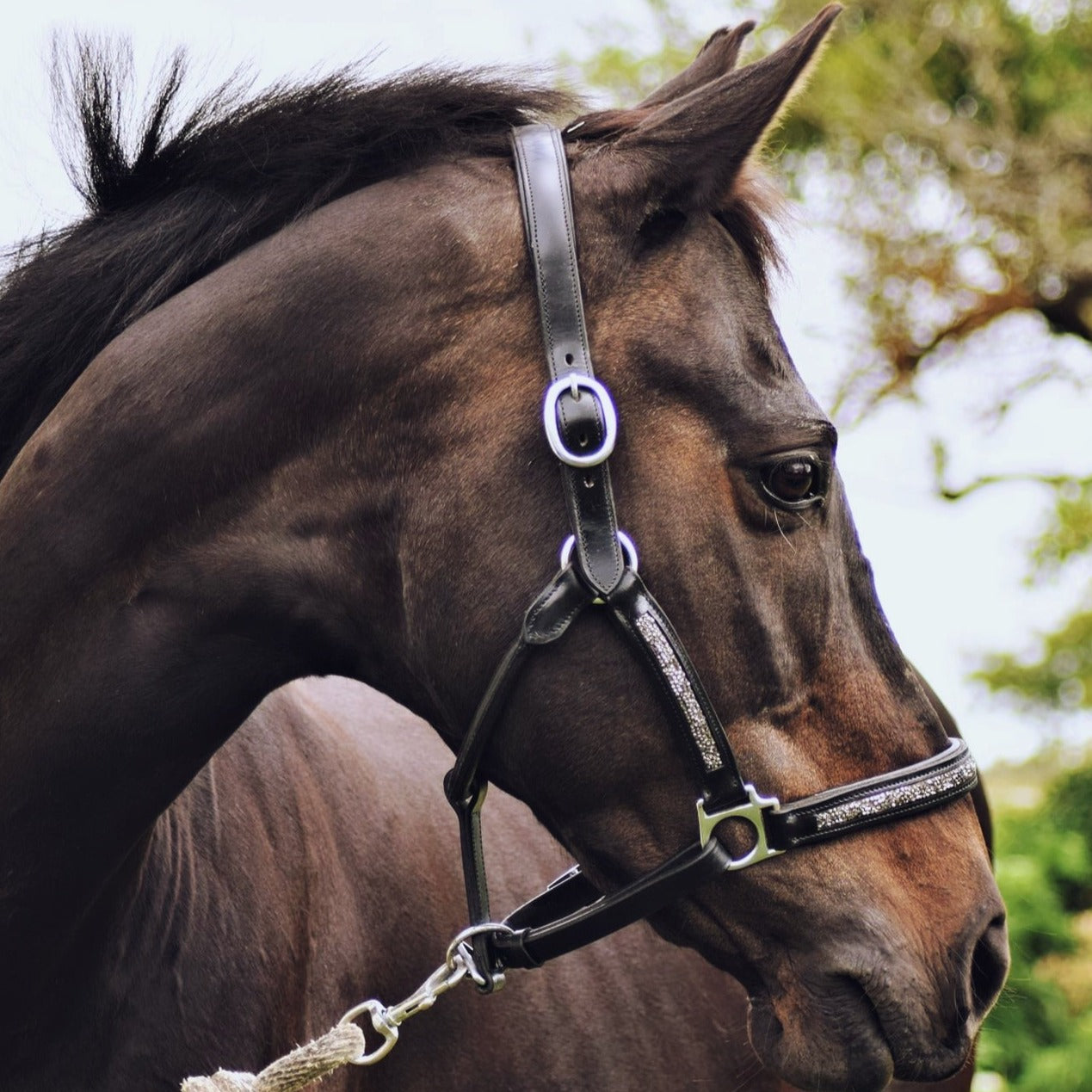 LICOL - Horus