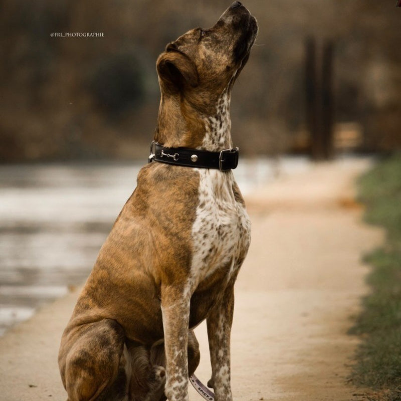 COLLIER POUR CHIEN - Vali