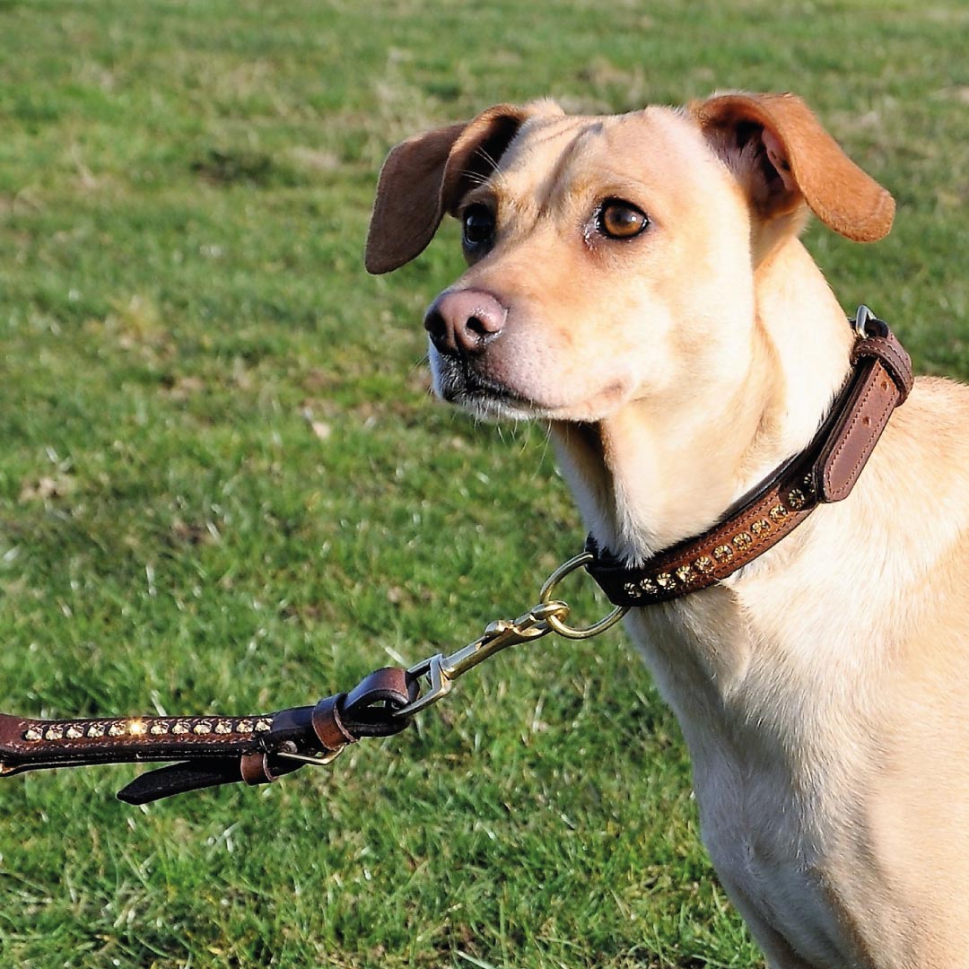 COLLIER POUR CHIEN - Meili