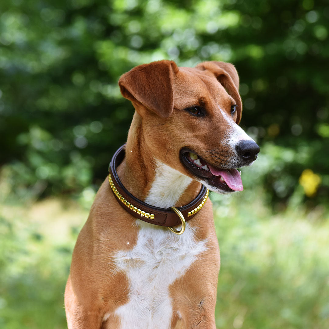 COLLIER POUR CHIEN - Loki