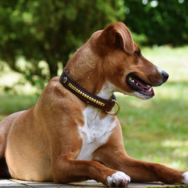 COLLIER POUR CHIEN - Loki