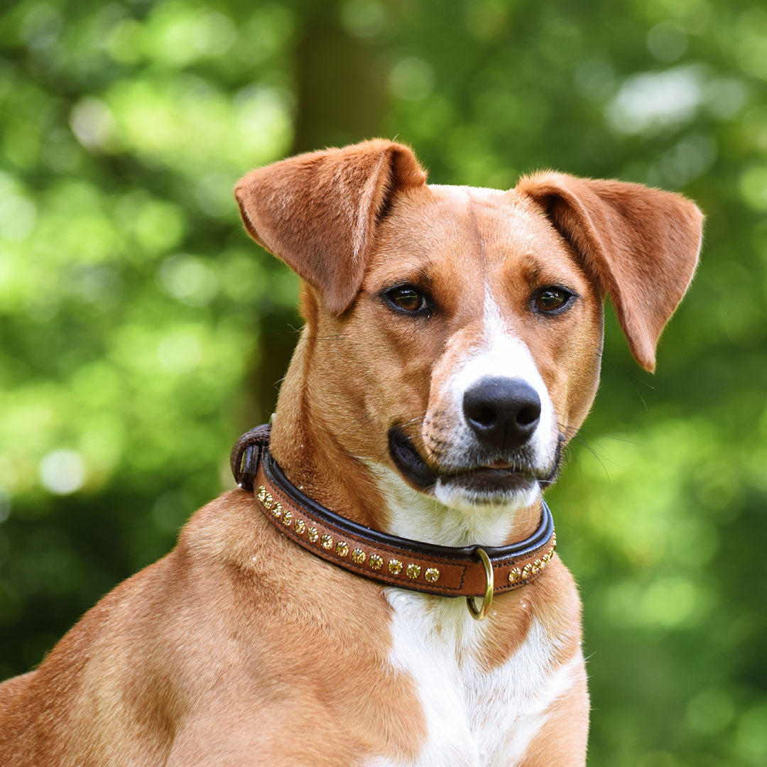 COLLIER POUR CHIEN - Meili
