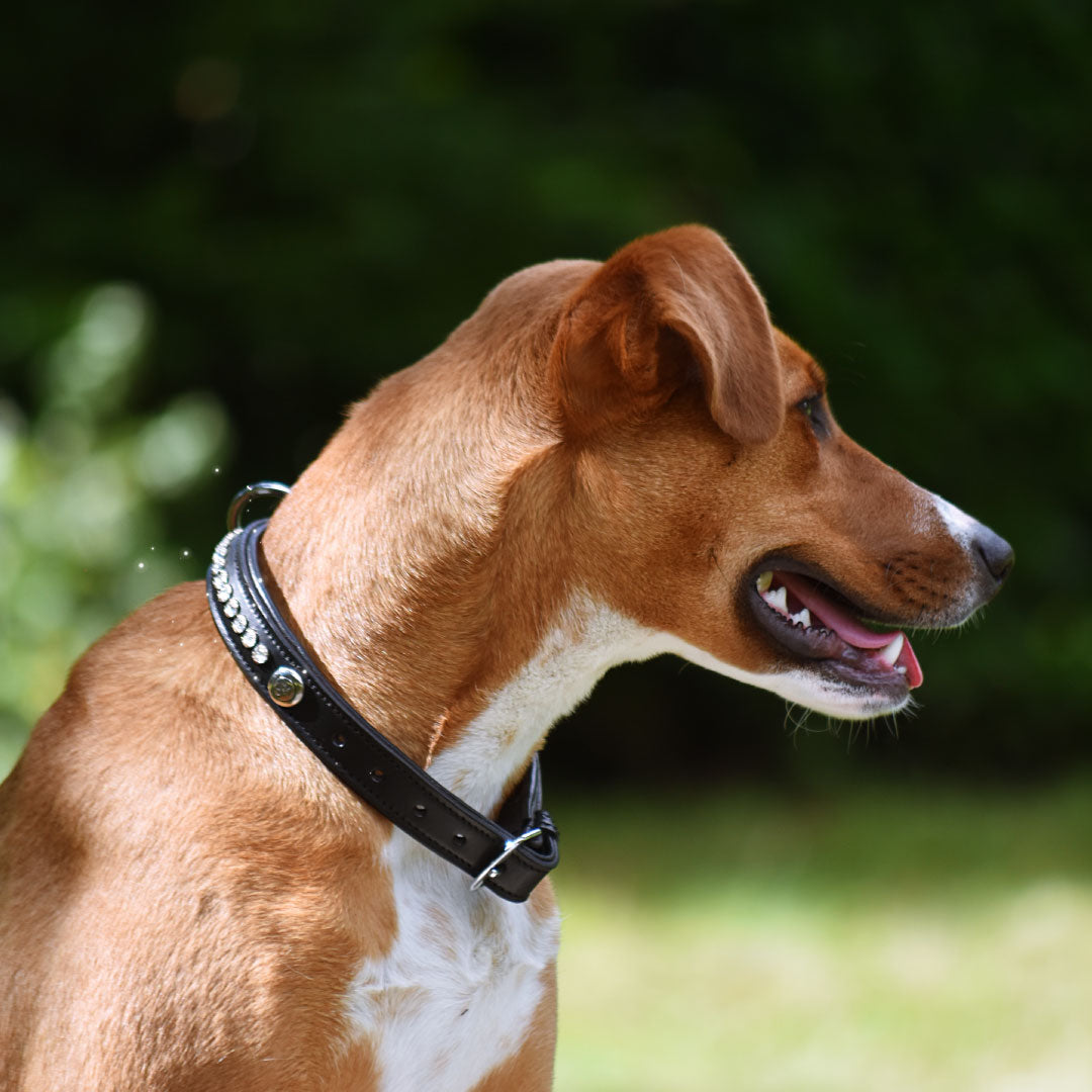 COLLIER POUR CHIEN - Meili