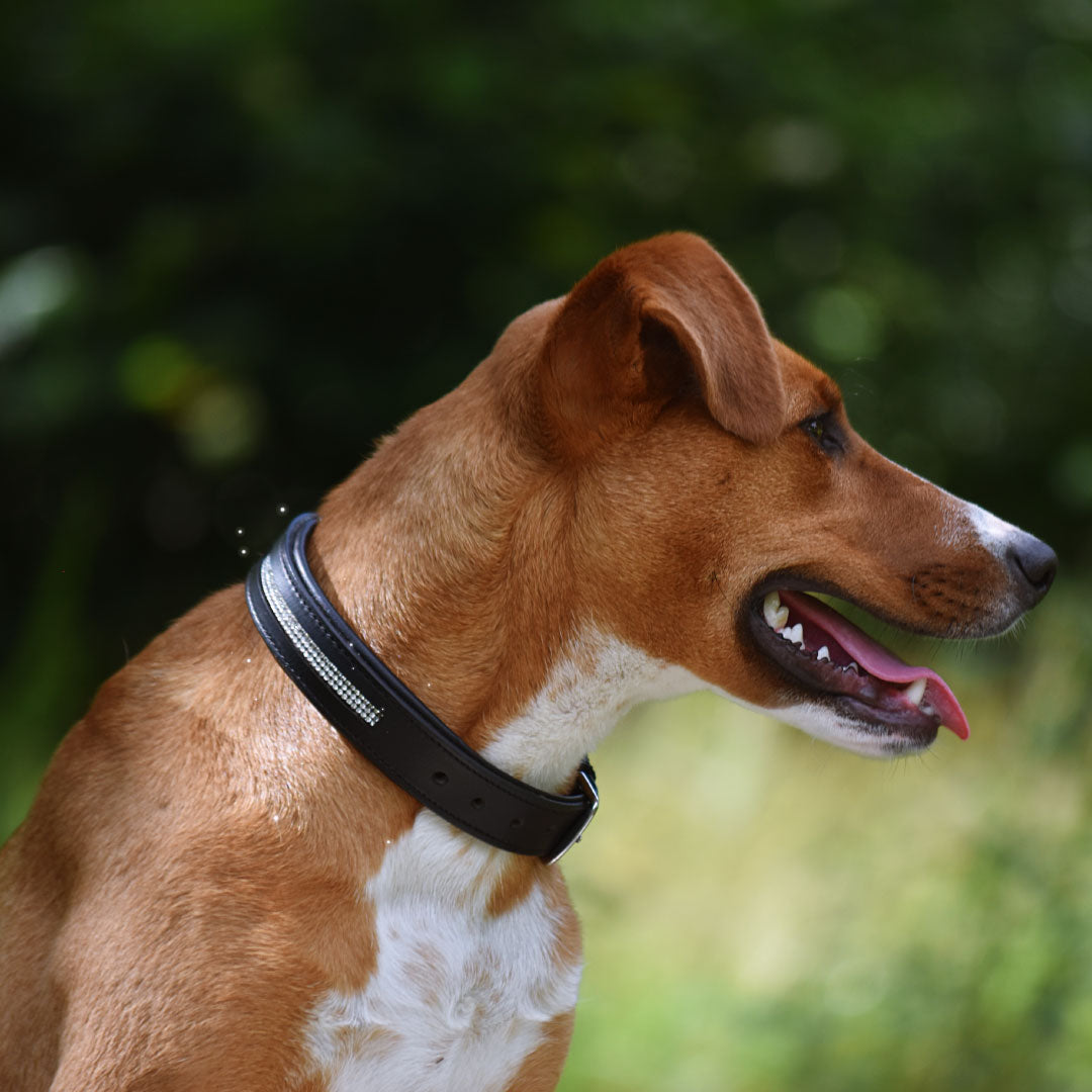 COLLIER POUR CHIEN - Bertha