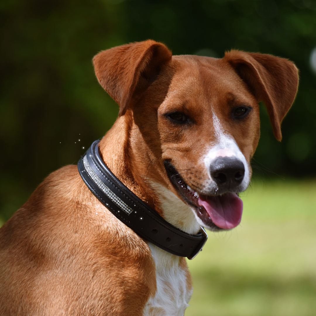 COLLIER POUR CHIEN - Bertha