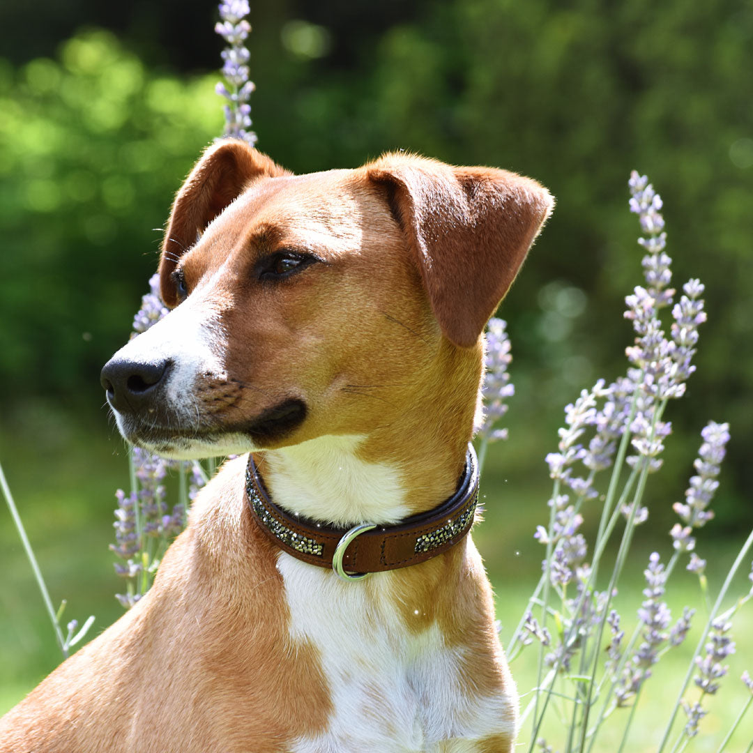 COLLIER POUR CHIEN - Widar