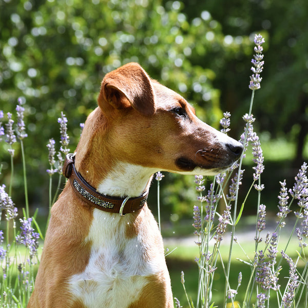 COLLIER POUR CHIEN - Widar