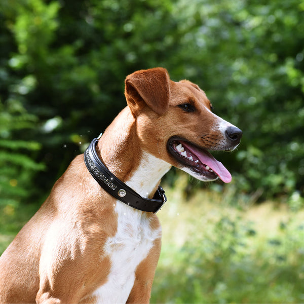 COLLIER POUR CHIEN - Widar