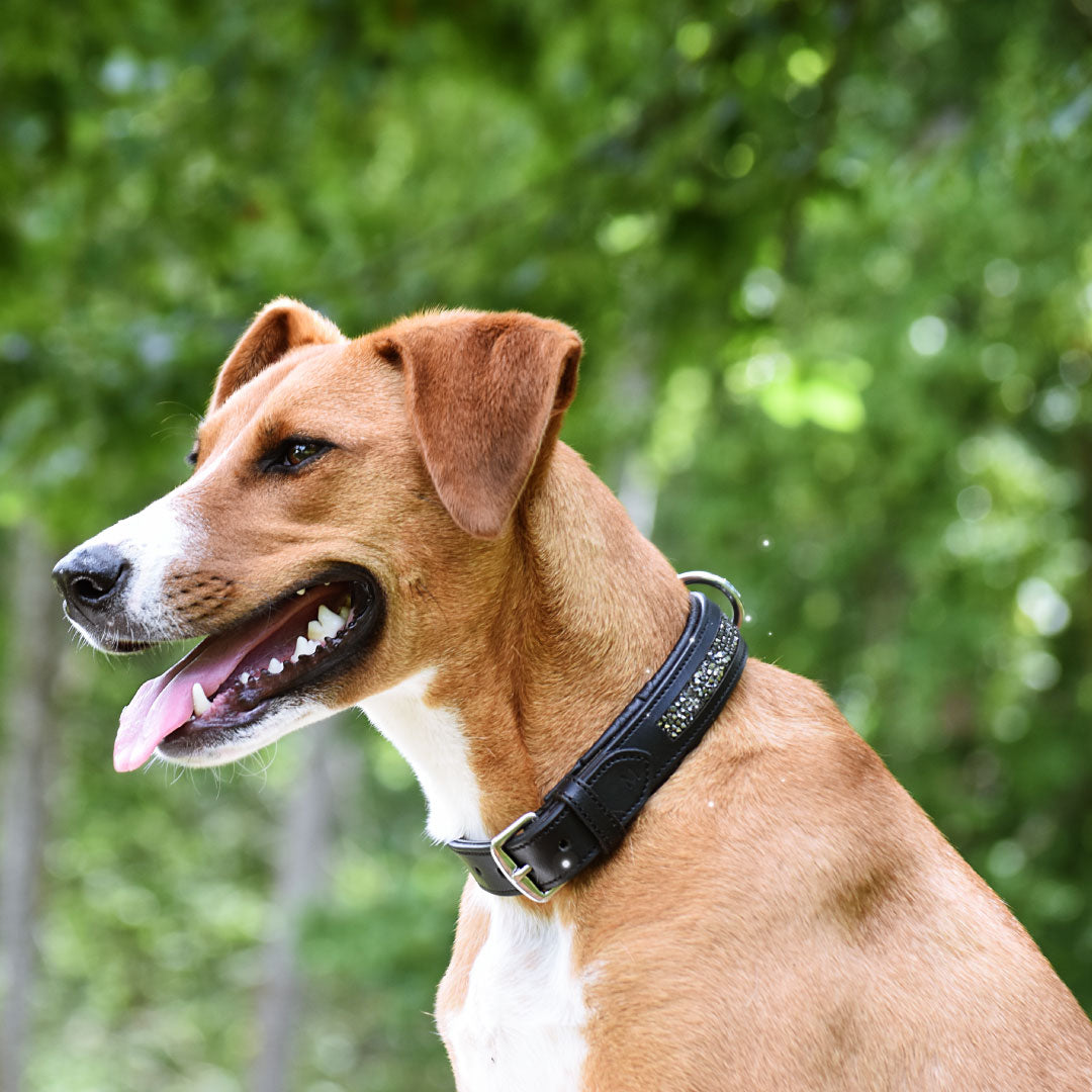 COLLIER POUR CHIEN - Widar