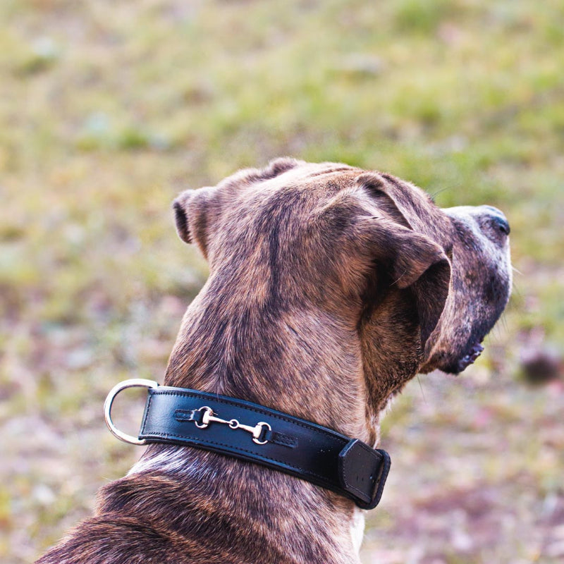 COLLIER POUR CHIEN - Vali