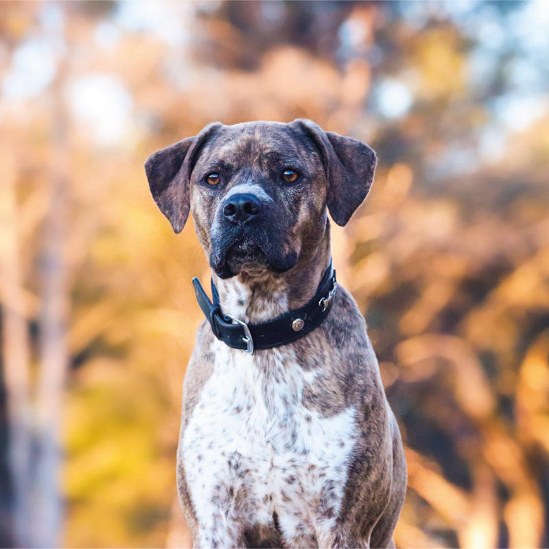 COLLIER POUR CHIEN - Vali