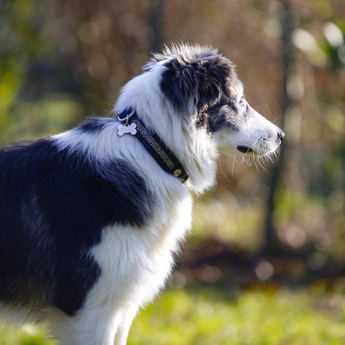 COLLIER POUR CHIEN - Widar Colliers pour chien Hekktor S Noir 