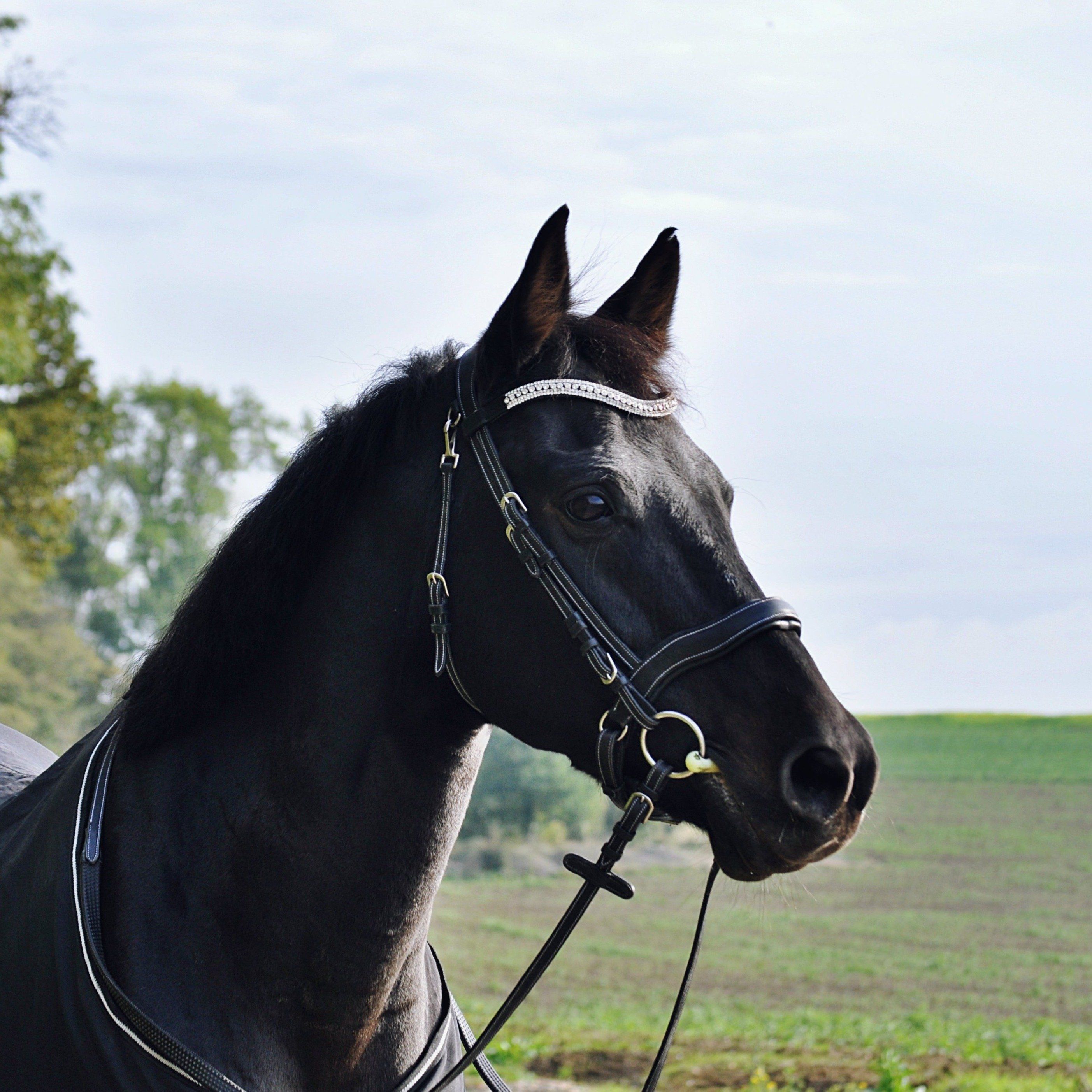 FRONTAL - Hestia Frontaux, cheval hekktor 