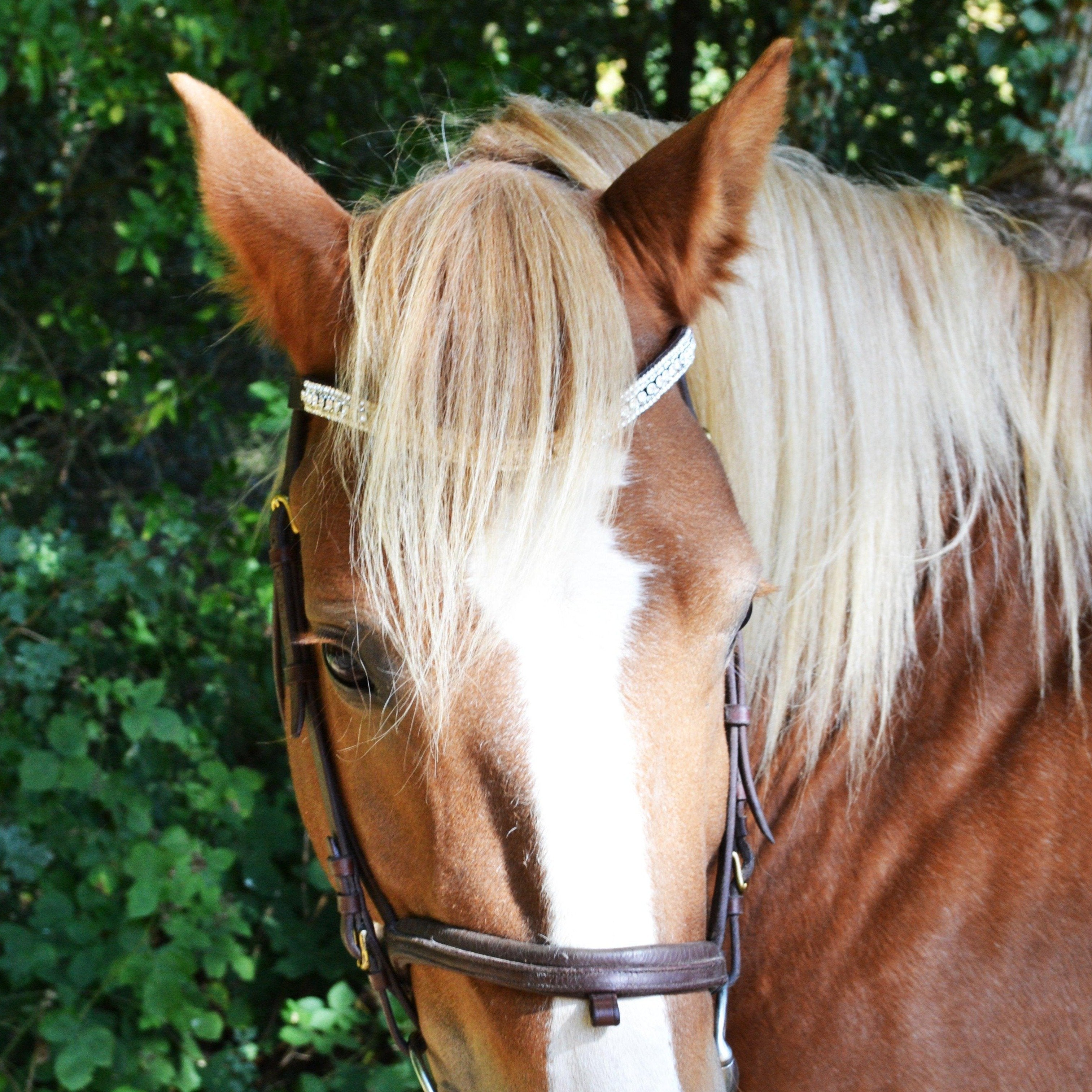 FRONTAL - Hestia Frontaux, cheval hekktor 