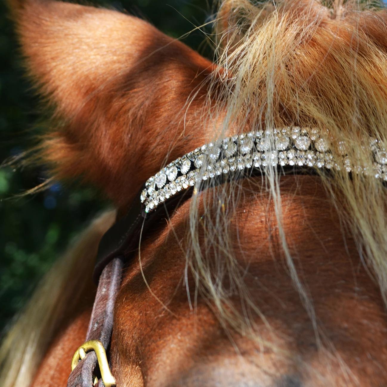 FRONTAL - Hestia Frontaux, cheval hekktor 