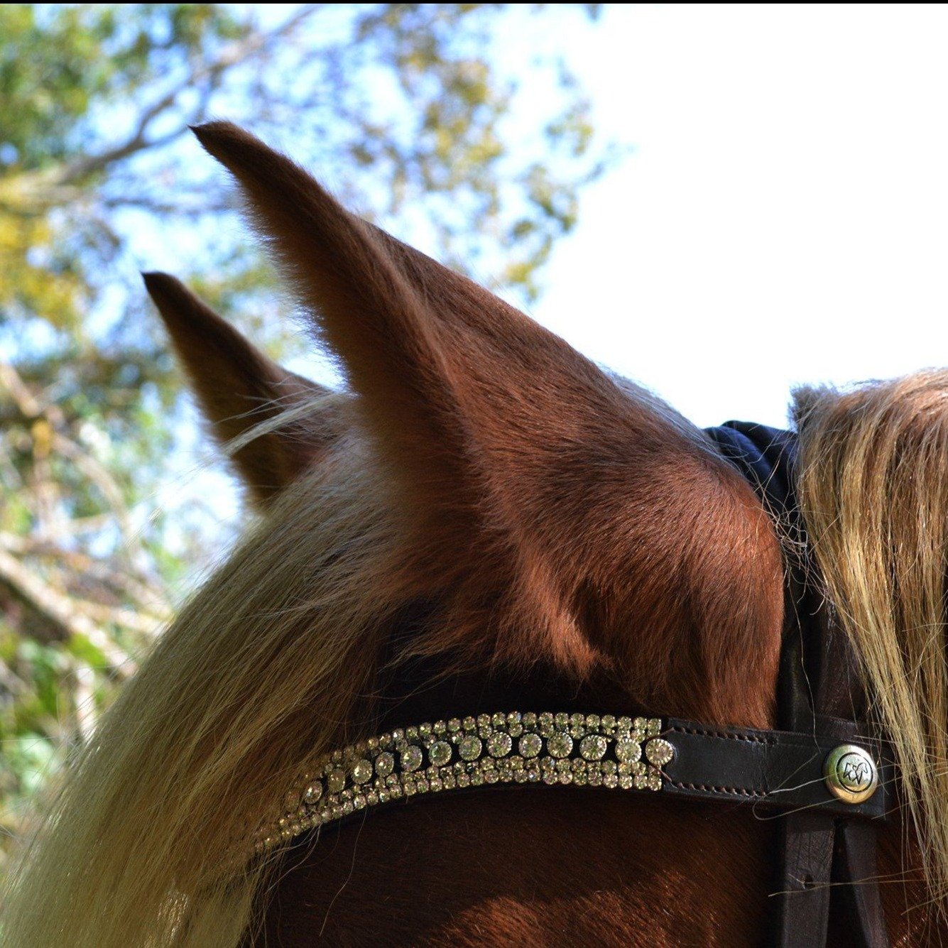 FRONTAL - Hestia Frontaux, cheval hekktor Full Malt 